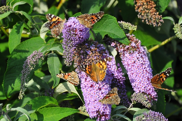 PAINTED LADY BUTTERFLY-4.jpg - PAINTED LADIES - ROUNDHOUSE COURT, HAYLING ISLAND - 8.8.09
